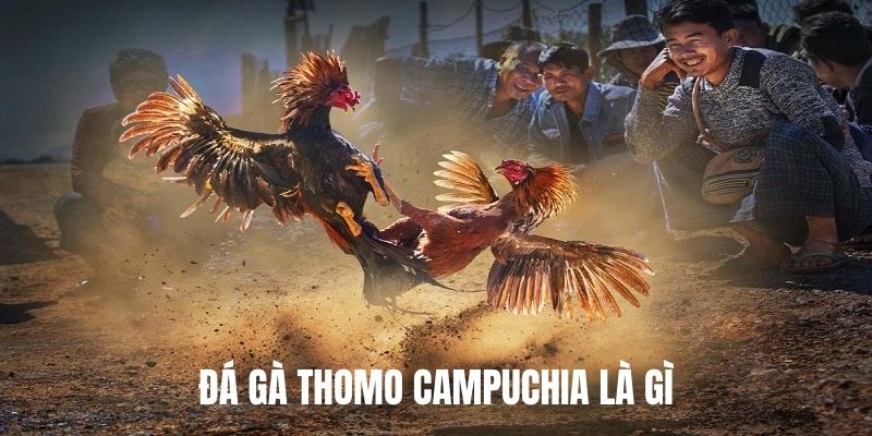 Đá gà thomo